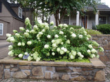 Pee Gee Hydrangea - Grown in a Trade 1 Gallon - 18 -24" Tall Hydrangea