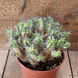 D4456 EUPHORBIA MITRIFORMIS pot15-H15-W19 cm MaMa Cactus Green Plant