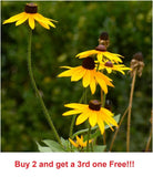 200 Non GMO Black Eyed Susan Seeds, Butterflies, Bees, Yellow Flowers Daisies