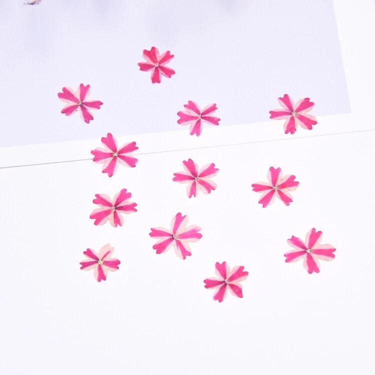 Set of 12 pressed dried cherry flowers, small pink star-shaped blooms for DIY crafts