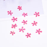 12PCS Real Pressed Dry flower, cherry flower for art, DIY craft FCD46 Dried Flower