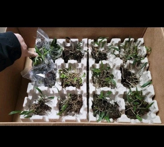 Green orchid plants with small root clumps in individual nursery cells