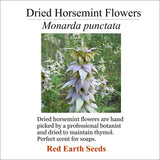 Dried Horsemint Flower Heads - Monarda punctata Dried Flower