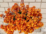 50 ORANGE PRINCE NEMESIA Strumosa Flower Seeds *Comb S/H Flowering Plants