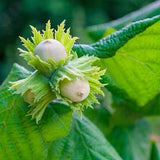 2 American Hazelnut Tres  1-2ft Tall Now Live Trees Flowering Plants