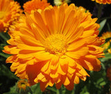 CALENDULA POT MARIGOLD Calendula Officinalis - 5,500 Bulk Seeds Garden Plants