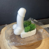 NEW Phallic White Ceramic Planter & Fake Succulent Like Plant! Great Gift! __ Green Plant