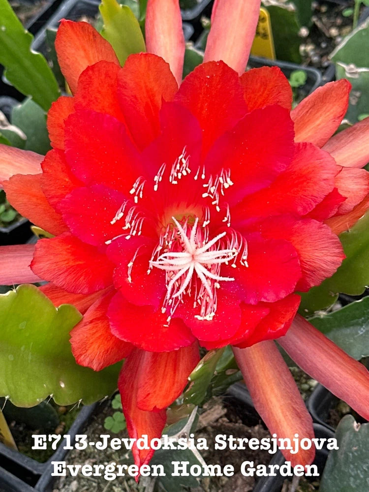 Red orchid cactus flower in starter pot with green leaves