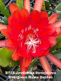 Rooted Epiphyllum Orchid Cactus ÒJevdoksia StresjnjovaGrowing In 4Ó Starter pot. Orchids