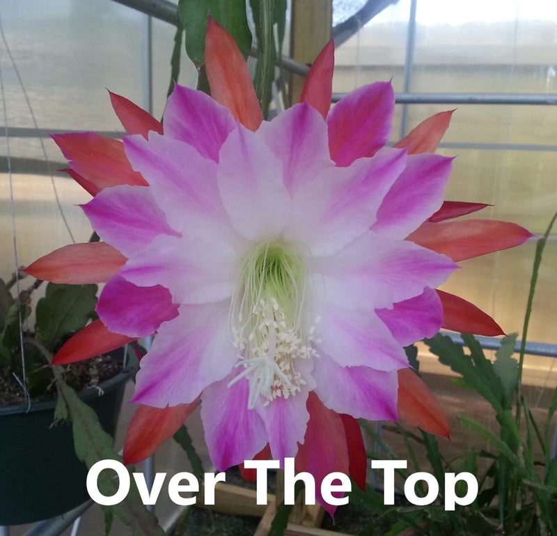Large epiphyllum orchid cactus cutting bloom with pink, purple, and red petals
