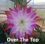 Large epiphyllum orchid cactus cutting bloom with pink, purple, and red petals
