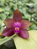 Original Phal Phalaenopsis Ld Bear King-FRAGRANT Orchids