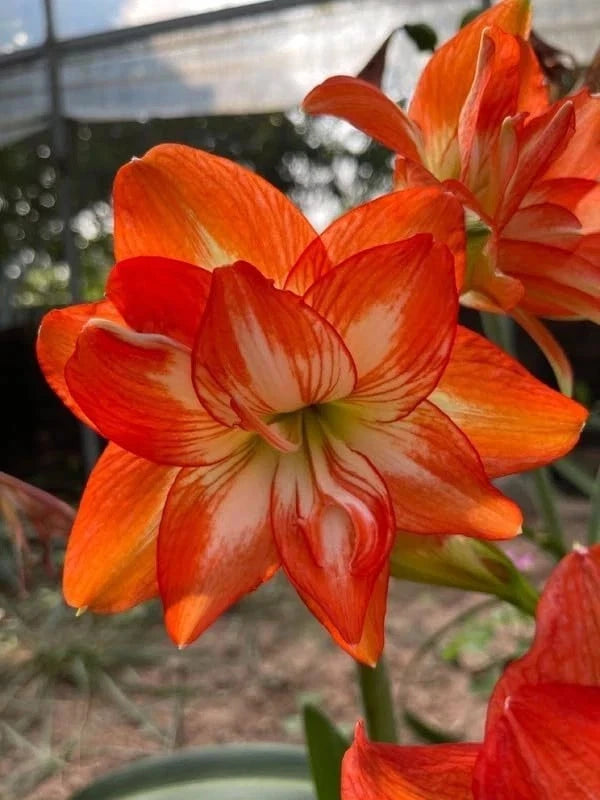 Orange and white amaryllis lily flower with layered petals and visible stamens