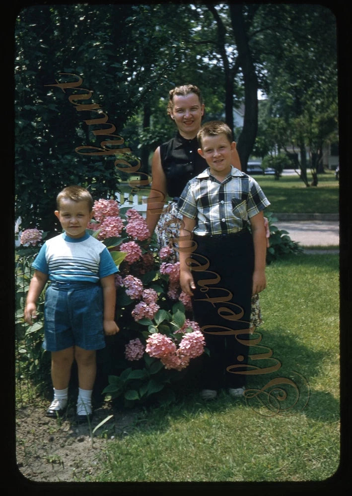 Vintage 35mm color slide: child and adult by pink hydrangea blooms, garden scene