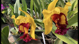 Yellow and burgundy Cattleya orchids in pot with green leaves