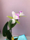 (742) B.nodosa '224088' x Rlc Yen Corona 'Green Genie'     BS Orchids