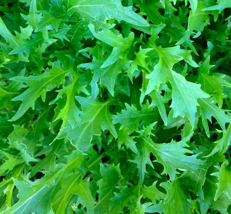 MIZUNA MUSTARD SEEDS 300+ Asian Culinary GARDEN micro-greens FREE SHIPPING Garden Plants