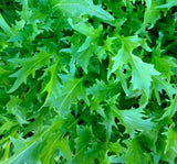 MIZUNA MUSTARD SEEDS 300+ Asian Culinary GARDEN micro-greens FREE SHIPPING Garden Plants