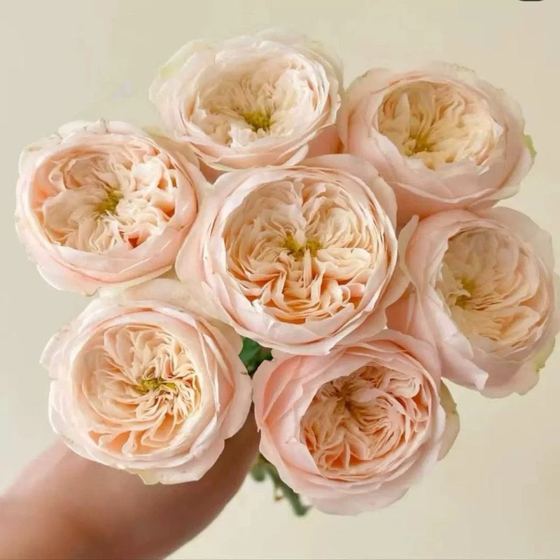 Cream and pale pink double shrub rose blooms with green stems
