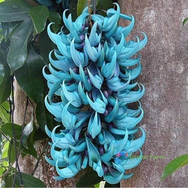 5 Seeds Strongylodon Macrobotrys Turquoise Jade Vine Beautiful Ornamental Plants Flowering Plants