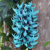 5 Seeds Strongylodon Macrobotrys Turquoise Jade Vine Beautiful Ornamental Plants Flowering Plants