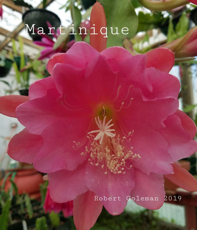 Epiphyllum orchid cactus flower, large pink-red petals with yellow stamens