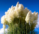 Cortaderia selloana - Pampas grass | Silver pampas grass Pampas Grass