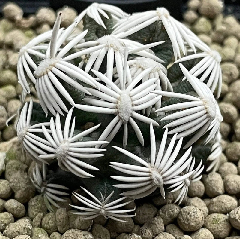 Escobaria abdita SEEDS - Rare Cactus SEEDS Green Plant