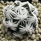 Escobaria abdita SEEDS - Rare Cactus SEEDS Green Plant
