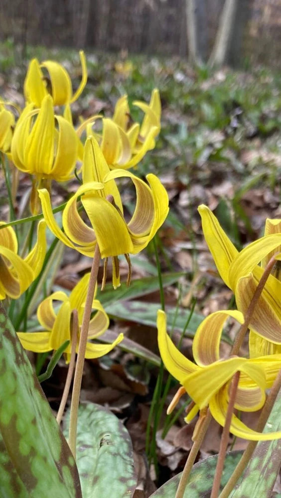 Trout Lily (Erythronium Americanum) | Bulbs Lily
