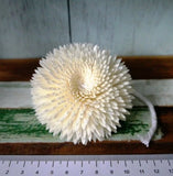 9 Chrysanthemum Sola Wood Diffuser Flowers 8 cm Dia. with Cotton Rope. For Craft Dried Flower