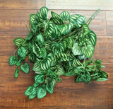 Watermelon Peperomia Hanging Bush Home Wedding Backdrop Decor Floral Craft Bushe Green Plant