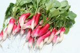 700+ CHINA ROSE RADISH SEEDS  FRESH HARVEST FOR GARDENS Garden Plants