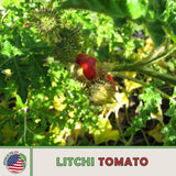 10 Rare Litchi Tomato Seeds-Heirloom-Solanum sisymbriifolium Free Shipping USA Flowering Plants