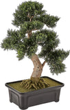24" Cedar Bonsai Silk Plant - Lush Green Decor for Home or Office Green Plant