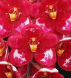 Red and purple Sarcochilus orchid flowers with yellow speckled centers, close-up