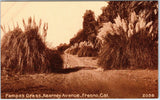 FRESNO, CA California   KEARNEY AVE Street Scene Pampas Grass  c1910s  Postcard Pampas Grass