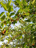 6 Live Cuttings Red Mulberry Tree 6-8"Organic Garden Fruit &  Leaves Edible Orchids