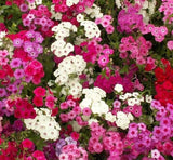 PHLOX SEEDS 300+ MIXED COLORS ANNUAL flower GARDEN bees BUTTERFLY FREE SHIPPING Garden Plants