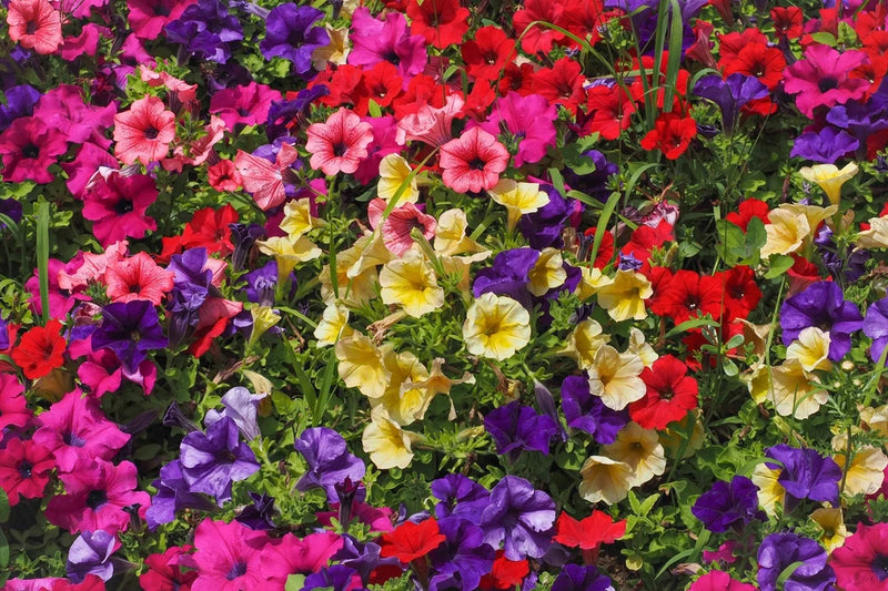 250 MIXED COLORS PETUNIA Red Pink White Purple ++ Flower Seeds *Flat S/H Flowering Plants