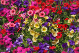250 MIXED COLORS PETUNIA Red Pink White Purple ++ Flower Seeds *Flat S/H Flowering Plants