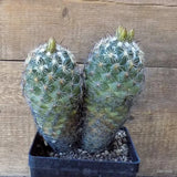 D5446 CORYPHANTHA RETUSA pot14-H18-W16 cm MaMa Cactus Green Plant