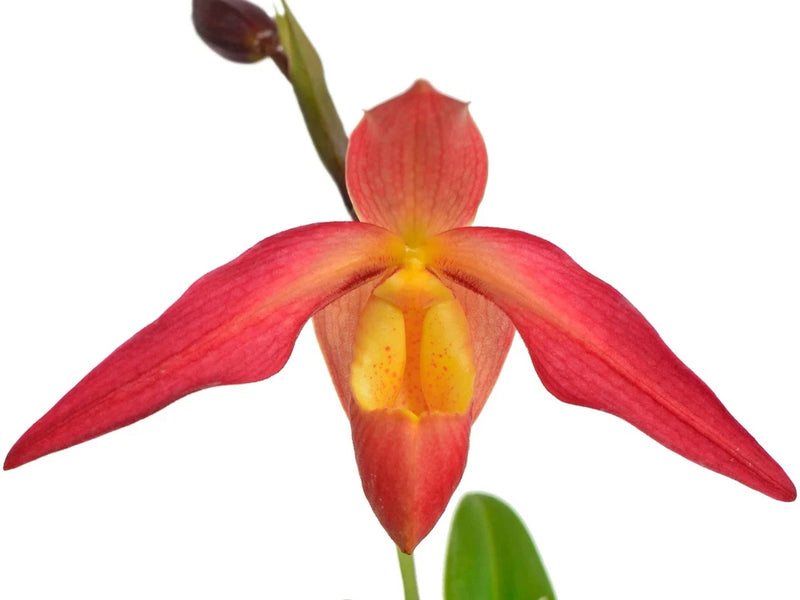 Orange, yellow, and pink orchid flower with three red-pink petals and central lip