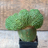 D6688 EUPHORBIA MELOFORMIS CRESTED GRAFT pot5-H9-W10 cm MaMa Cactus Green Plant