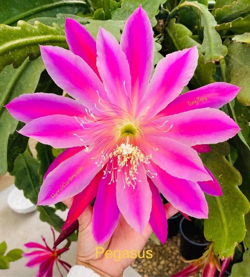 Pegasus orchid cactus flower with bright pink petals and yellow-green center, green pads