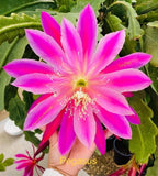 Epiphyllum Orchid Cactus Pegasus Cutting 8-10Ó Orchids