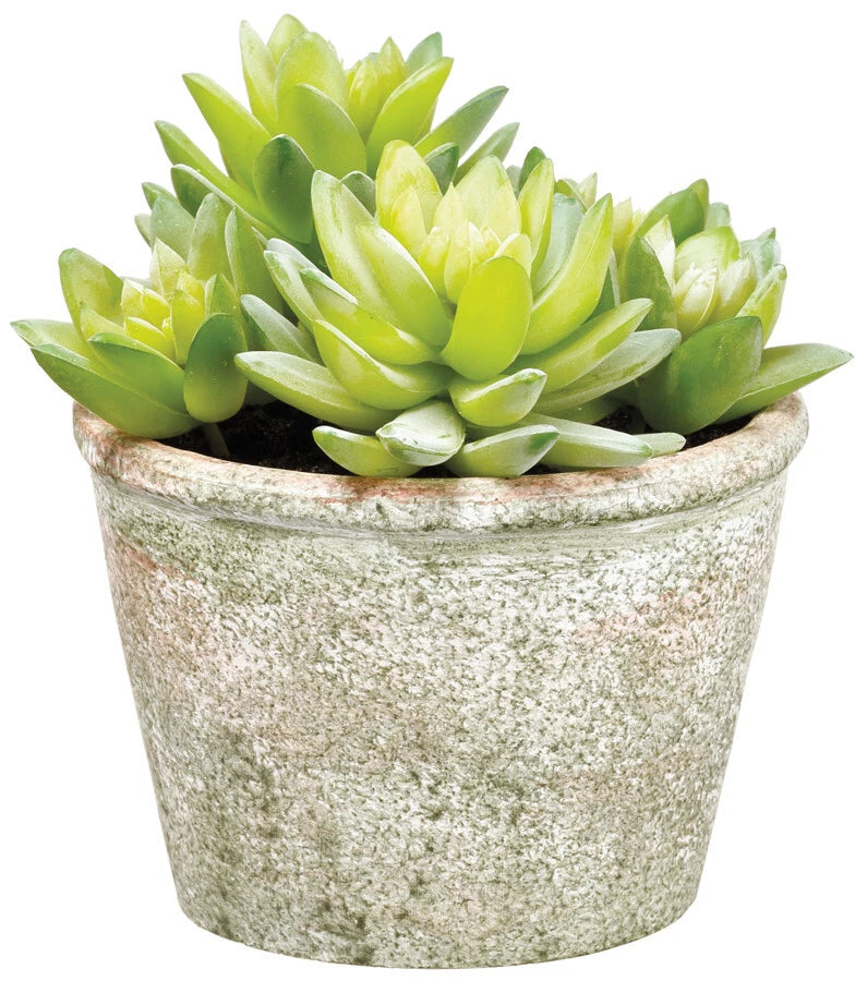Artificial green sedum succulent in textured paper-mache pot