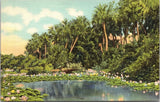 Water Lilies Bloom Sunny South Linen Postcard UNP VTG Curt Teich Unused Vintage Lily
