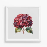 Framed Red Hydrangea Art Print 12x12" White Wooden Frame Watercolor Style NEW Hydrangea