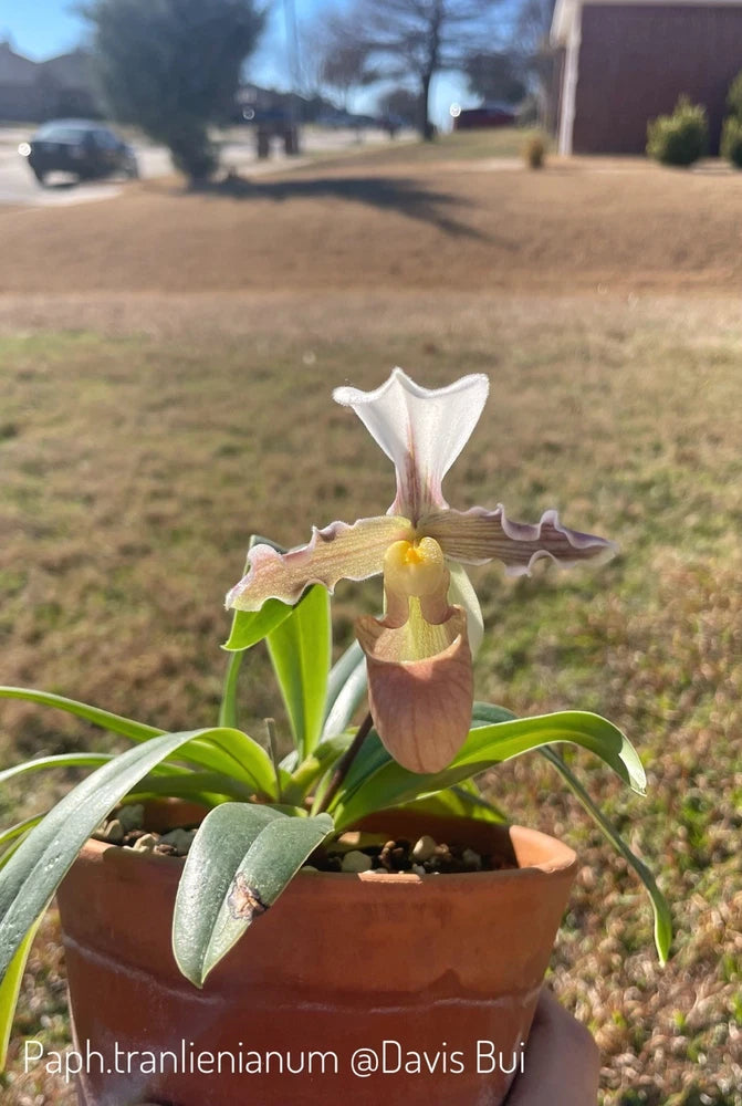 Orchid plant with pale white and green blossom in terracotta pot